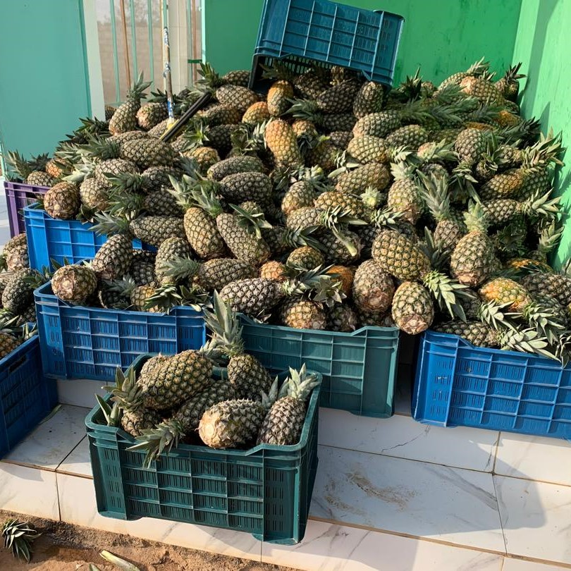 Dried pineapple picture