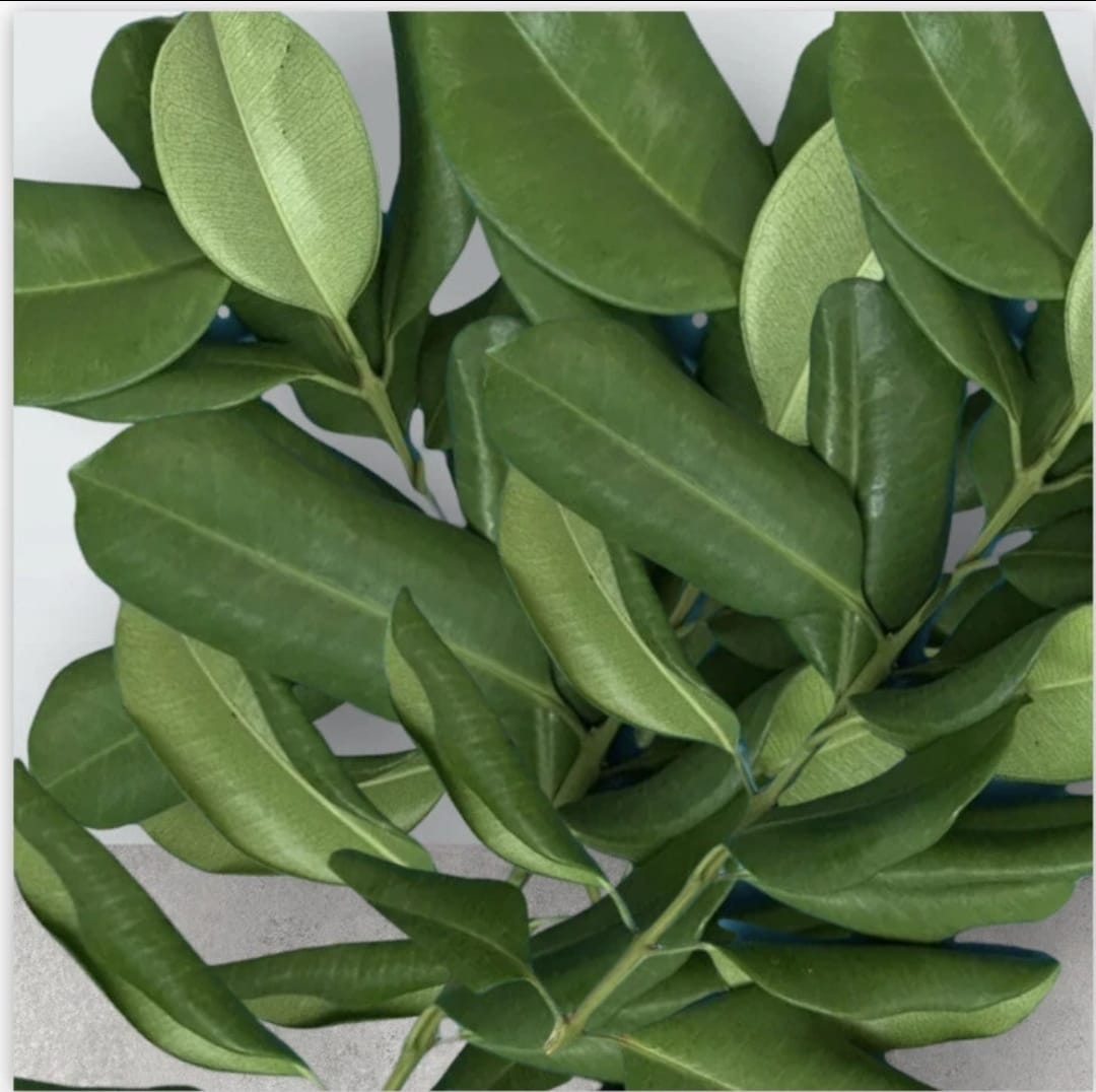 Bay Leaves
