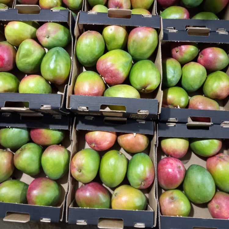 Mango picture