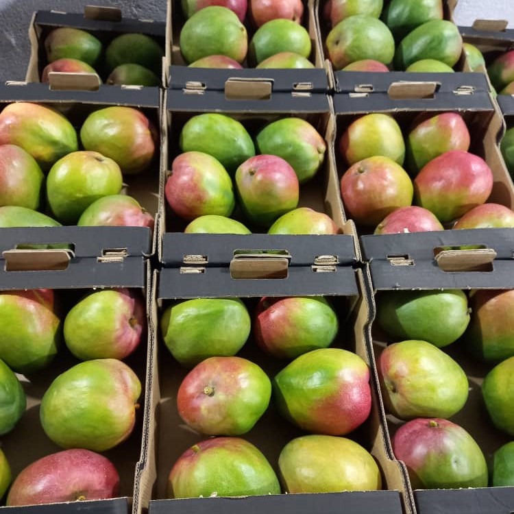 Mango picture