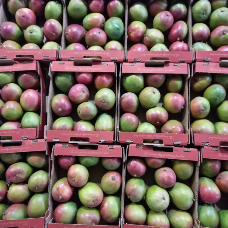 Mango picture