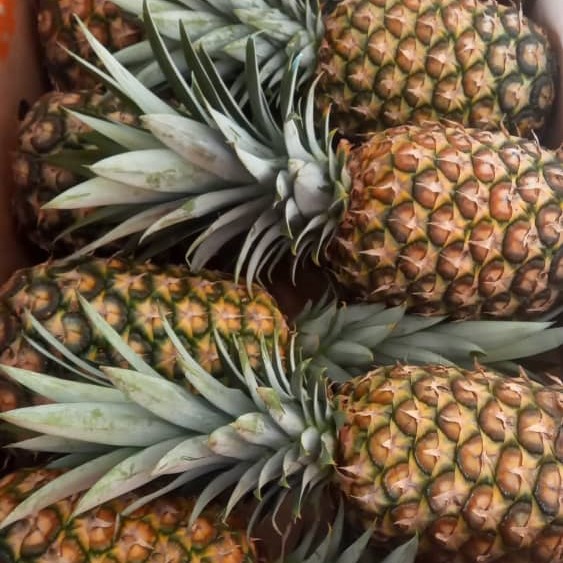 Pineapple picture