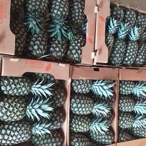 Pineapple picture