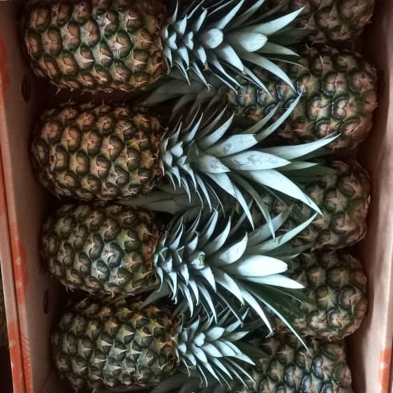 Pineapple picture