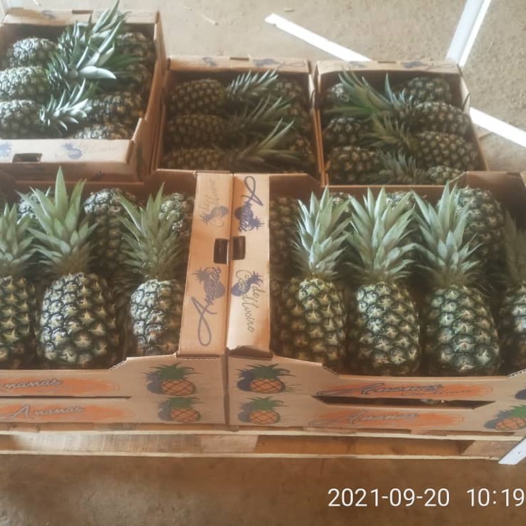 Pineapple picture